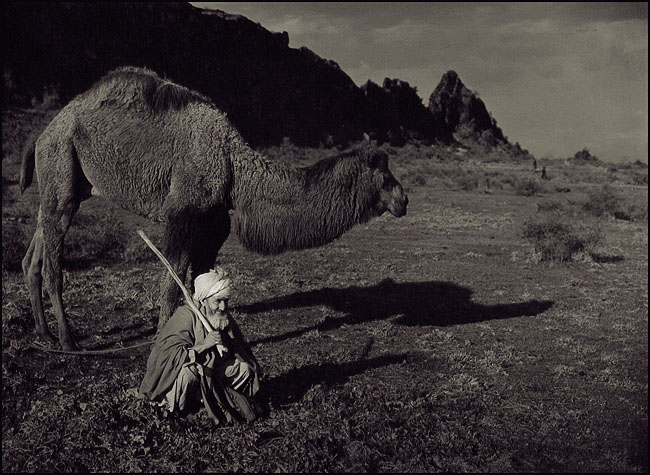 Camel Herd 